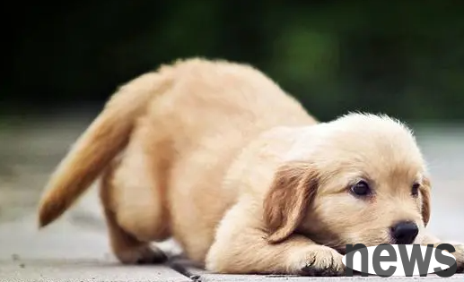 Seize the opportunity for pet sterilization, please don’t hesitate anymore!