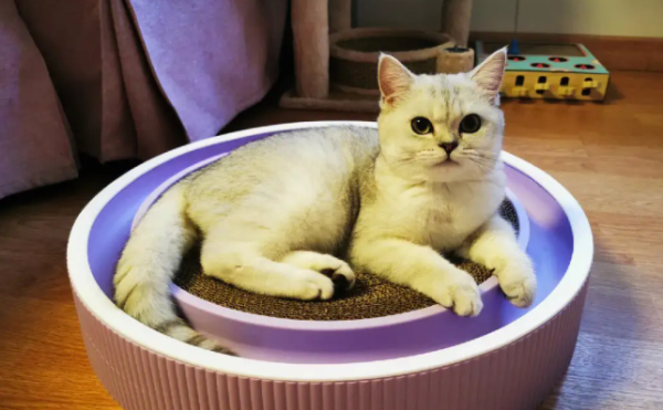 The cat trembles involuntarily, maybe it is caused by the disease?