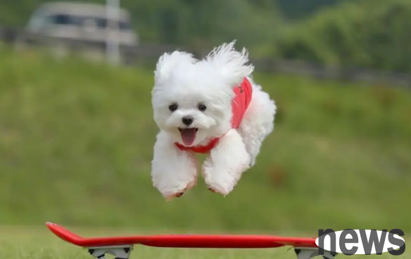 Introduction to dog physical examination items for different age groups