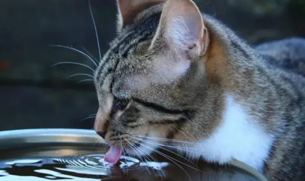 How much do you know about the importance of drinking water for cats?