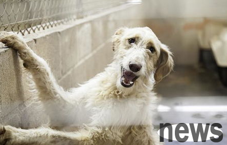 Have you heard of or paid attention to the five major psychological diseases of dogs?