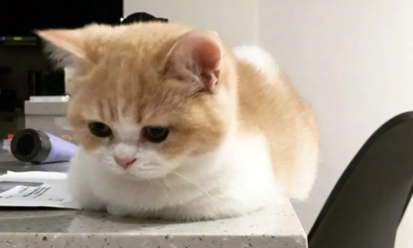 Can cats drink milk for constipation? How to correctly help cats treat constipation