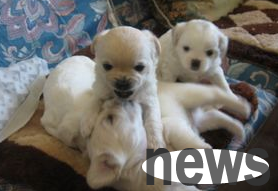 You will understand the six reasons for dogs itchy skin!