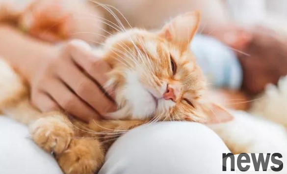 What is the most common reason for cats to lose hair? Come and have a look