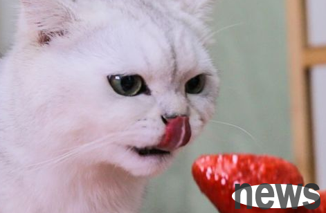 Must-see for cat slaves | 10 major symptoms of cats getting sick