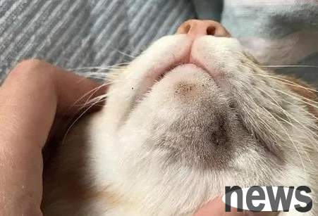 How to treat cat acne?
