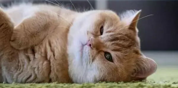 What s wrong with cats breathing rapidly?