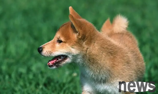 Will dogs misunderstand people with common misunderstandings?