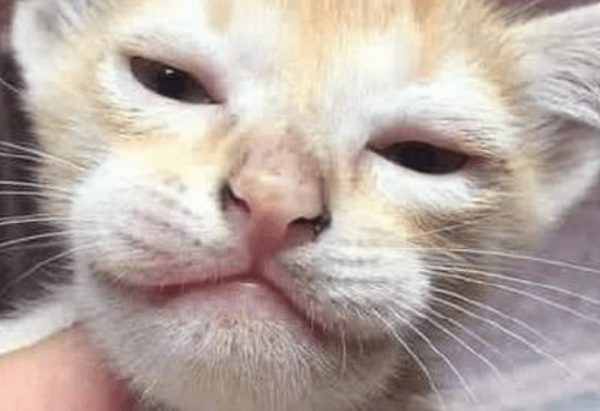 Will cats heal themselves if they are stung by bees? Come and see it!