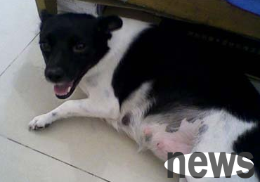 What should I do if a female dog is difficult to give birth? How to deal with dogs with difficult labor?