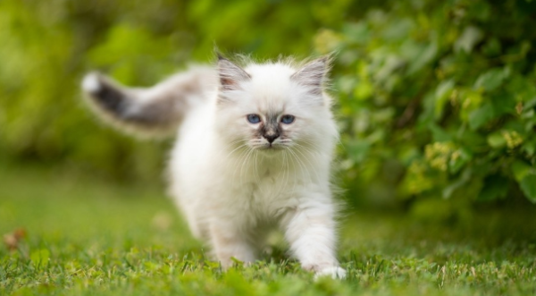 Can the cat still be kept when running out every day? What should I pay attention to?