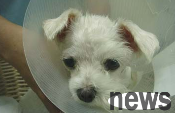 What should I do if a dog has glaucoma? Let s take a look at the pet owner