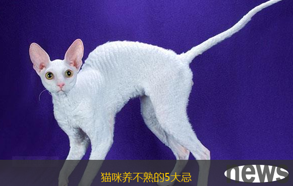 5 Taboos for Uncleaning Cats