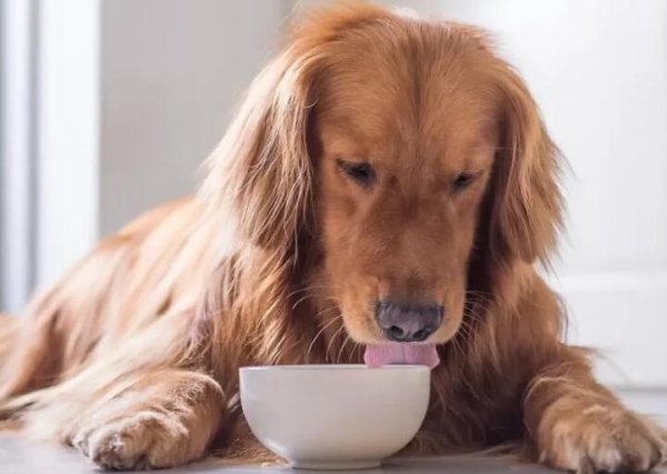 Dog food in the early, middle and late stages of pregnancy, do not let your dog be hungry