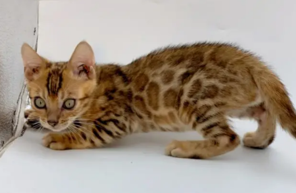 Why do few people keep Bengal leopard cats? Are there anything special about them?
