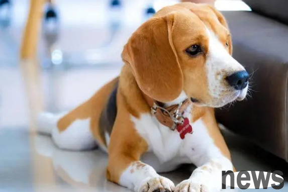 What to do if there is a odor on a dog? How to remove odor from dogs?