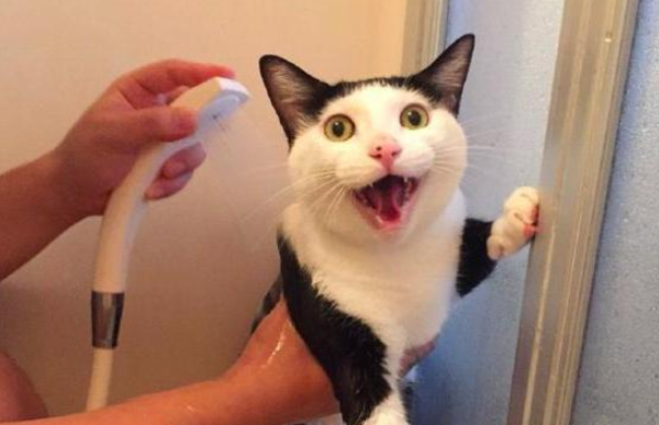 How long can I hold grudges after beating a cat? Is there anyone who wants to get it?