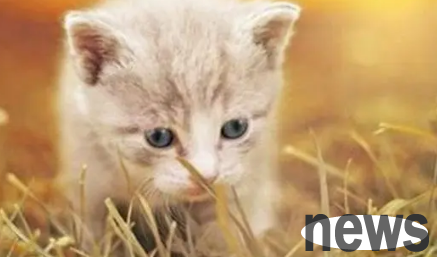 Why do cats keep hearing when they are in unfamiliar environments? If you don t know, please see