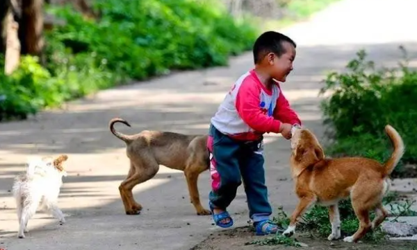 What should dogs do if they lose appetite? Why don’t dogs eat
