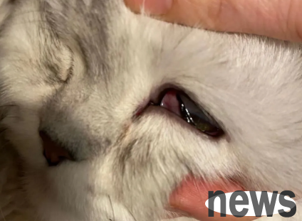What to do if cats have bleeding eyes? If you are curious, come and learn about it ~
