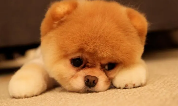 What is the feeding test for dogs that has lasted for 14 years?