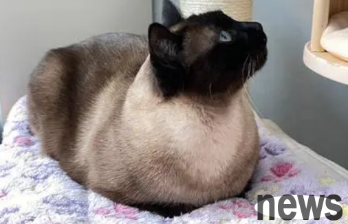 Why do Siamese cats become darker and darker? Don t miss this knowledge.