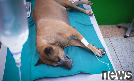 Every dog should be careful of these 