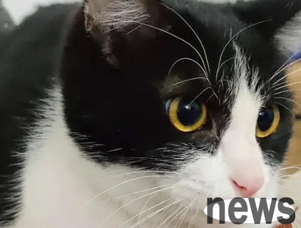 Tips on pet raising: Is the snow cat the dark cloud cover the best among cats?