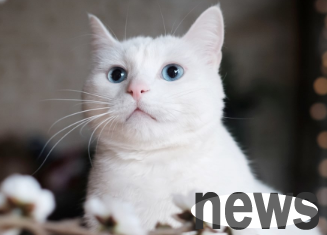 Will the cat s beard grow longer if it is cut? Look here ~