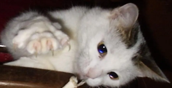What are the symptoms of internal injuries in cats?