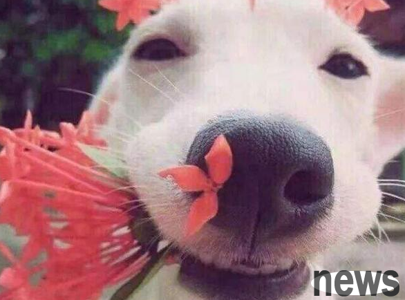 Several ways to make dogs more adorable. Do this and make dogs more popular