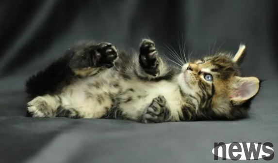 What are the reasons for the formation of cat s heterozygos? One article will teach you!