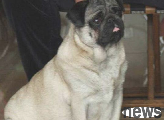 These 4 types of dogs have easy weight loss, so pet owners should pay attention!