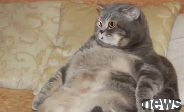 What problems will cause if a female cat is too fat? There are mainly these points