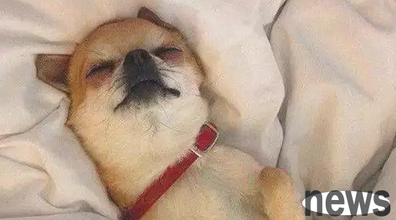 If the puppy has these 3 sleeping positions at home, it means that it does not trust you