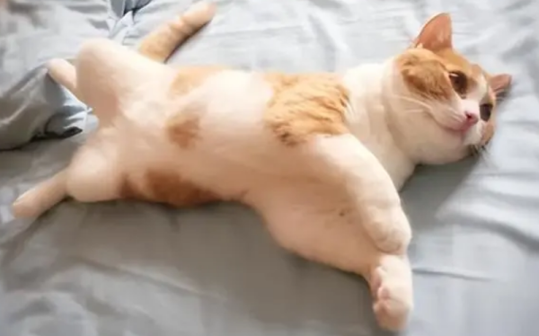 Cats roll around on the ground, and you need to pay attention!