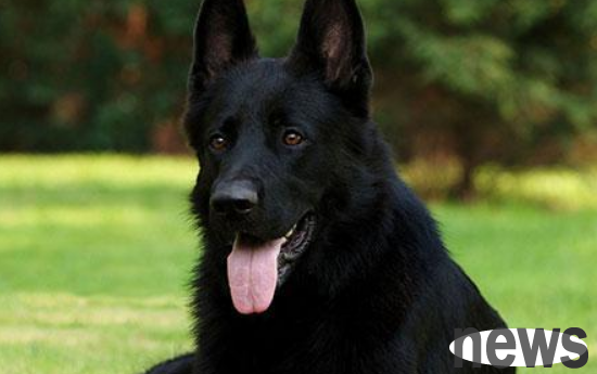 Why are there few black dogs raised? The fifth reason is ridiculous