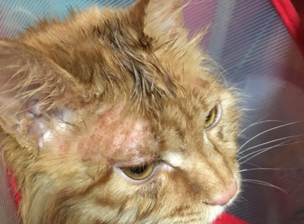 Can it be cured if you only take tinea tractus on your cat? Let s take a look, my master