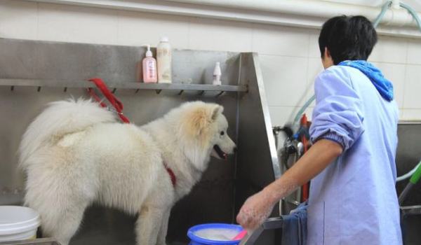 Dog bathing: Going out VS at home, which one are you?
