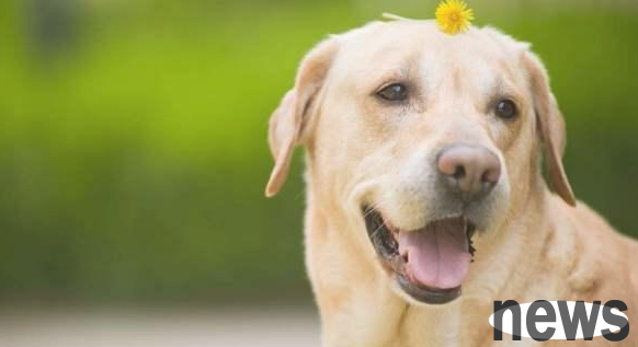 Why do dogs drink excessive calcium in pets with calcium in excess? In fact, it is more effective?