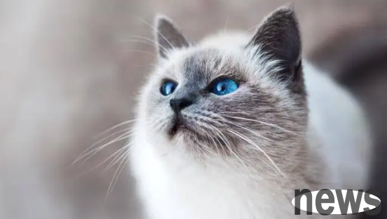 How to deal with cats having fleas? These methods are worth getting