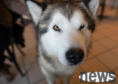 What s wrong with dog scratching his face? Why do dog scratching his face?