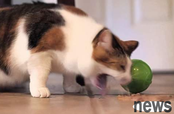 Do you know the causes and treatments for cat vomiting?