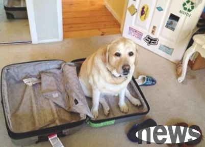 Remember! There are six things to pay attention to when taking your dog to a crowd place