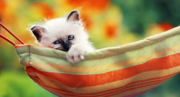 I have been ok for a long time, but I suddenly became allergic. What is the reason?