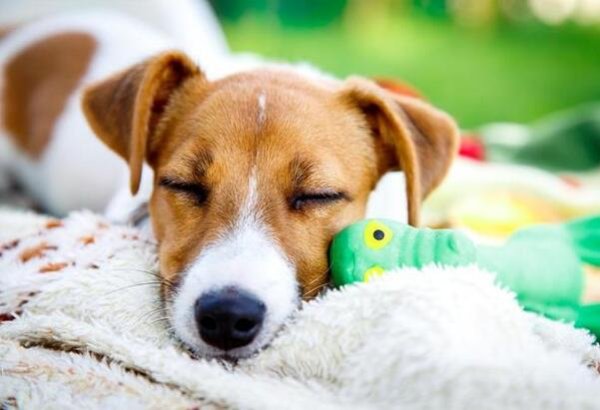 These six diseases of puppy show that you have too little time with it and you have to care for it.
