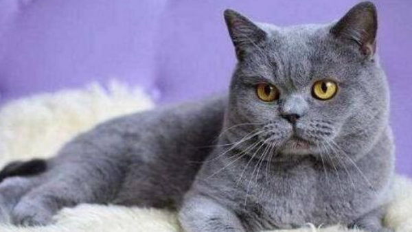 What should I do if a cat spits out a hair ball? Do you need to be sent to the hospital for treatment?