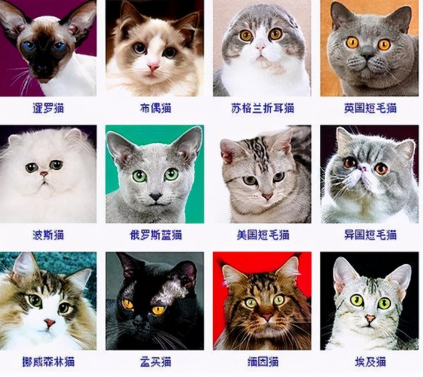 Must-see for beginners｜Recognize all cat breeds in 1 second