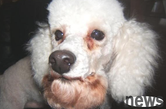 Our dog has tears. I understand these many reasons and easily take them off!