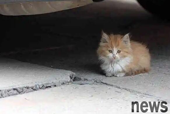 The stray cat I picked up is irritable and keeps biting people. Should I abandon it again?